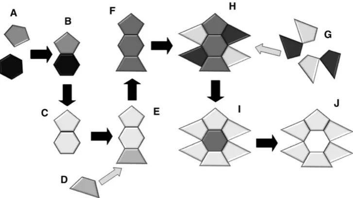 Fig. 3 A diagram showing the processes of exaptation (shifts incarrying out a function that neither component could before