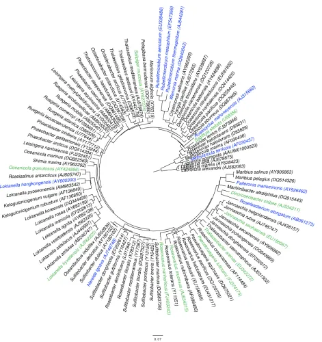Figure 4. Phylogenetic tree of the members of the with Bootstrap support values [43] were calculated but have been omitted for clarity because they are not relevant to Roseobacter clade (known at the time of target selection) rooted Labrenzia spp