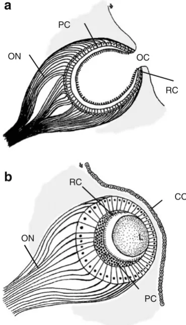 Fig. 1 Schematic drawing of two common eye types found inmolluscs. An open pit eye in a does not have a lens or cornea and isopen to the environment through an opening in the optical cup (OC).The closed lens eye in b has both a lens (L) and a cornea (CO)