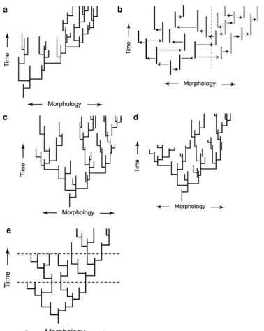 Fig. 13 Trends resulting from processes operating among species. In a,there is a bias whereby new species tend to differ from their ancestors inone direction (in this case, increase in some morphological parameter).It could be that that increases confer so