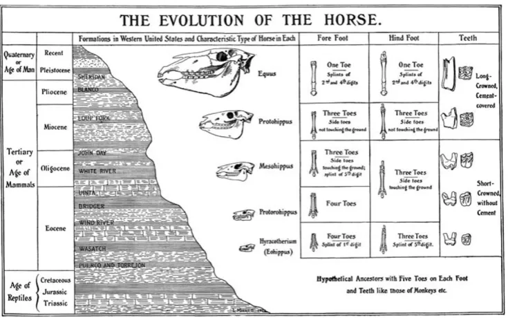 Fig. 2 A figure first printed in 1903 depicting the “classic” trends inhorse evolution: increase in body size, reduction in number of toes,and increase in height of grinding teeth