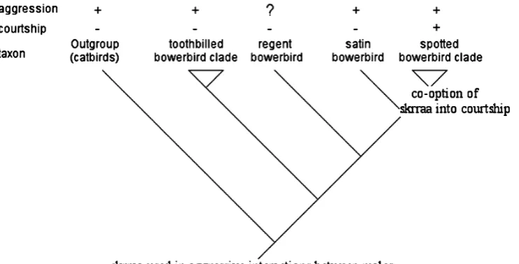 Fig. 5 The evolution of the skrraa call mapped above a simplifiedphylogenetic tree for the bowerbirds (adapted and modified fromBorgia and Coleman 2000)