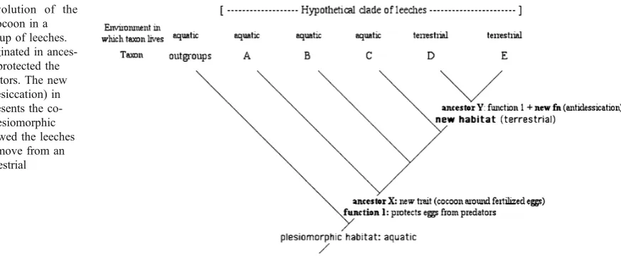 Fig. 1 The evolution of theproteinaceous cocoon in ahypothetical group of leeches.The cocoon originated in ances-tor X, where it protected theeggs from predators