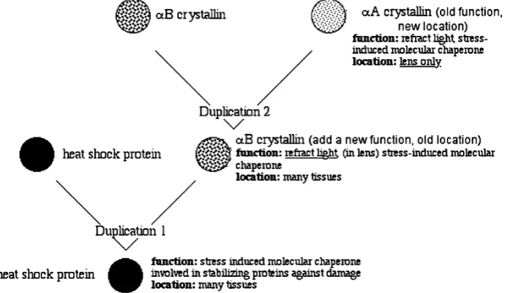 Fig. 2 The evolution of lensspecific proteins. The evolu-tionary pathway involves aninitial gene duplication and sub-sequent co-option of heat shockproteins, followed by anothergene duplication of the co-optedgene coupled with a derivedchange in place of geneexpression