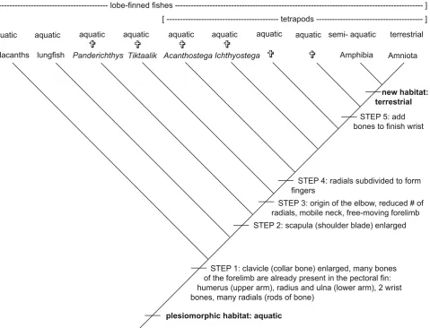 Fig. 3 The evolution of the tetrapod forelimb mapped onto asimplified phylogenetic tree for the lobe-finned fishes (Sarcopterygii).It is important to note that the bones identified on this phylogeny (e.g.,the humerus, radius, phalanges) continued to be modified past their