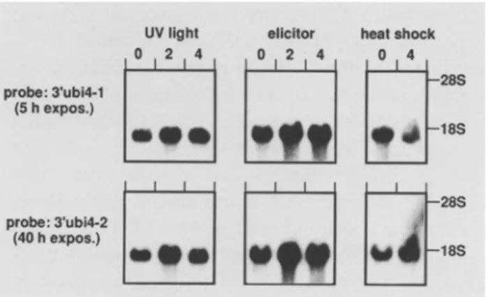 Fig.  6.  RNA-blot analysis  of ubi4-1  and ubi4-2  epxression in  response  to  various  stimuli