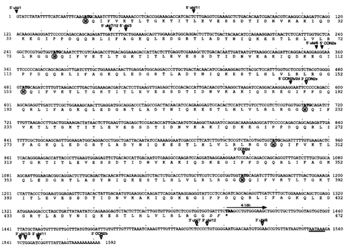 Fig.  I.  Nucleotide  and  deduced  amino  acid  sequence  of  the  parsley  ubi4-1  polyubiquitin  cDNA