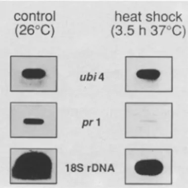 Fig. 2.  Effect  of  heat  shock  on  gene  expression.  Labelled  run-on  R N A   was  hybridized  with filter-bound plasmid  D N A   detecting  ubi  and  control  (prl  and  18S  rRNA)  transcripts