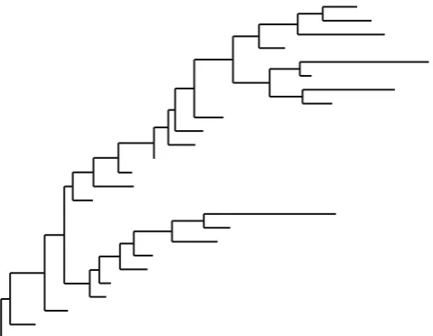 Fig. 4 A real phylogenetic tree of a group of endemic Hawaiianplants (that is, these plants are only found in Hawaii) which shows thedistinctive pattern of punctuational molecular evolution