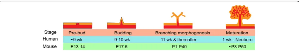Fig. 1 Major events during prostatic development and the respective developmental time in the mouse and human
