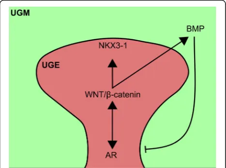 Fig. 2 Crosstalk between key signal pathways during prostaticbudding. AR signaling pathway activates canonical WNT signaling,which in turn activates the master regulator NKX3-1 to that drivesprostatic budding from UGE