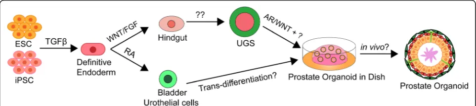 Fig. 3 Summary and proposal of prostate differentiation from human pluripotent stem cells