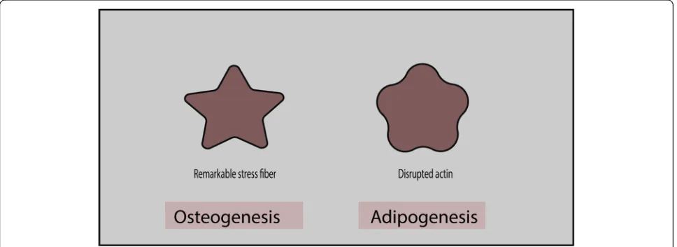 Fig. 1 Star-shaped and flower-shaped cells that favor osteogenesis and adipogenesis, respectively