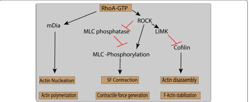 Fig. 2 The Rho pathway regulates actin polymerization, contractile force generation, and F-actin stabilization