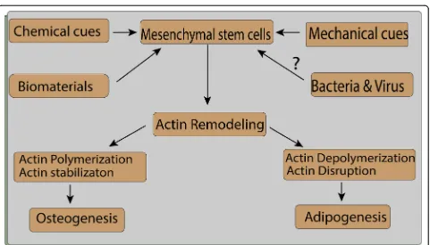 Fig. 3 Mechanical, chemical, biomaterial, and possible pathogen-related interventions lead to actin reorganization and facilitate osteogenesisor adipogenesis