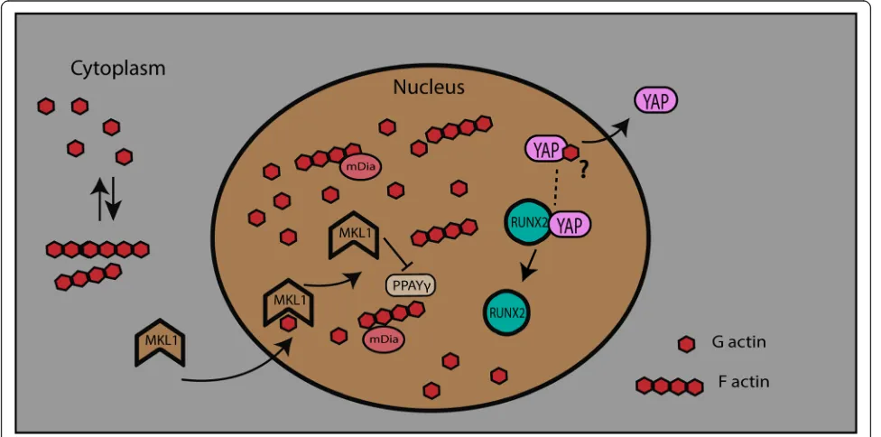 Fig. 4 Actin facilitates the movement of MKL1 into the nucleus and nuclear YAP exclusion, which regulates differentiation