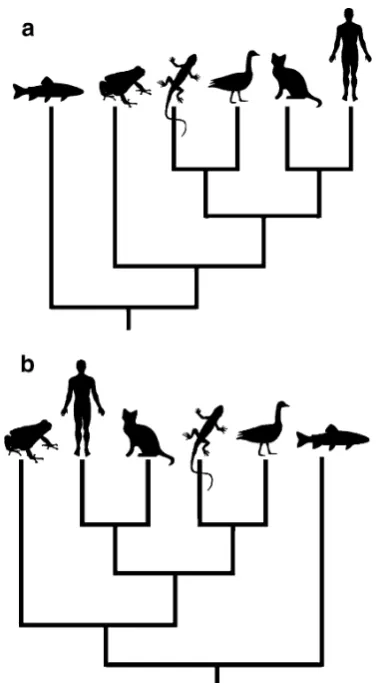 Fig. 12 Evolutionary trends cannot be identified by reading across theevolutionary trends