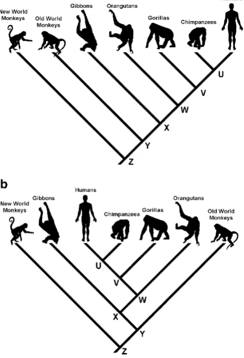 Fig. 14 Cousins are not ancestors, and humans are not descendedfrom chimpanzees. a shows an evolutionary tree of anthropoidprimates as it is often depicted, namely as an unbalanced, right-ladderized tree with humans at the extreme end