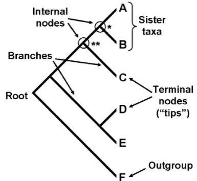 Fig. 2 The anatomy of a phylogeny. An evolutionary tree includesalternatives) are the terminal nodes ortypically represent individual species or larger taxonomic groups, andall are contemporaries of one another (for example, all may be livingat present, in