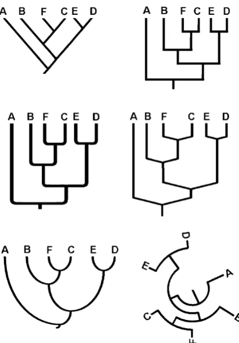Fig. 4 Evolutionary trees can be presented in a variety of ways. Thisfigure shows six common approaches to depicting evolutionaryrelationships using rooted trees