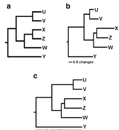 Figure 10reach such a false conclusion while still accepting the basicconcept of tree-like branching