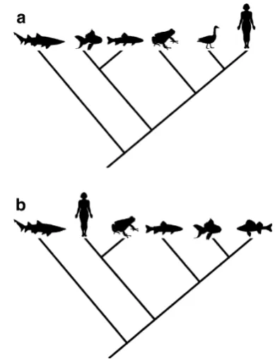 Fig. 10 There are no “main lines” or “side tracks” in evolution.Undoubtedly, many readers will consider the tree depicted in a toreflect a main line of evolutionary progress from a primitive ancestorto an “advanced” species like humans, with other groups s