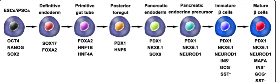 Fig. 2 Generation of insulin-producingcells from hPSCs by mimicking the in vivo development of the embryonic pancreas
