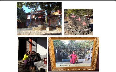 Fig. 6 ‘King of Camellia’ (‘Shizitou’ and C. reticulata f. simplex) of Yunfeng Temple in Lijiang, and its guards Nadu Lama, an old Naxi people