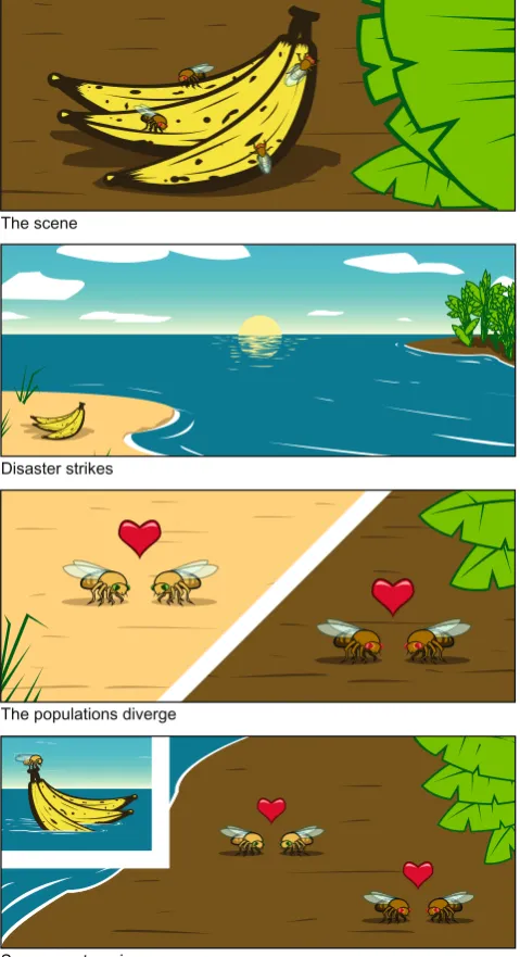 Fig. 3 A hypothetical example of allopatric speciation. Fruit fliesfrom a mainland population are carried to an island in a hurricane.They evolve in isolation on the island and evolve genetic differencesfrom the mainland population