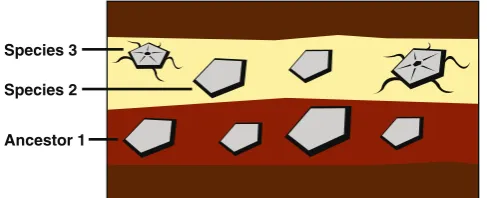 Fig. 6 A hypothetical stratigraphic record containing fossil echino-derms. Species 3 appears to have quickly evolved from Ancestor 1
