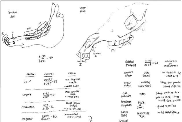 Fig. 3 One student’s drawing ofthe skull of a horse along withdata provided by other student’sdrawings and interpretations ofthe reference collection