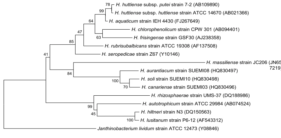 Figure 2. Gram staining of H. massiliense strain JC206T. 