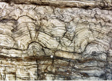 Fig. 11 Stromatolites, such as this 2.45-billion-year-old example fromthe Tervola Region of northwest Finland, form by microbial action.Radiometric methods provide an accurate approach to dating suchancient sediments