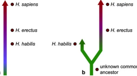 Fig. 3 Two hypotheses regarding the relationship of H. habilis tomodern humans. Illustration reproduced with permission from theUnderstanding Evolution website