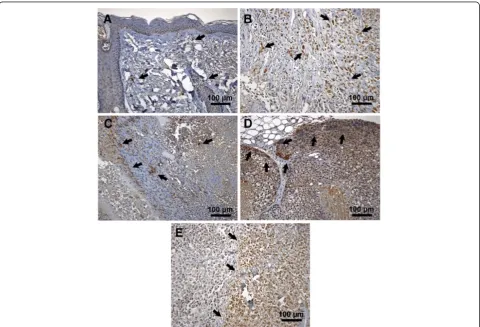 Figure 5 Tumorigenicity of D10 cells. A: The Change in tumor volume over a period of 12 weeks is shown in the graph