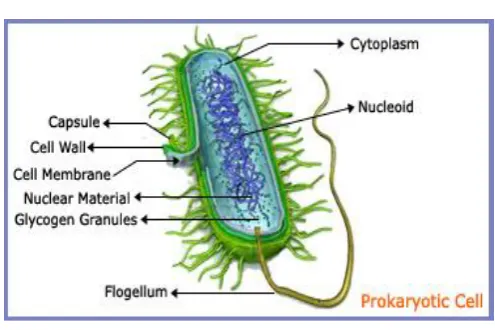 Figure. 1 Structure of bacterial cell 