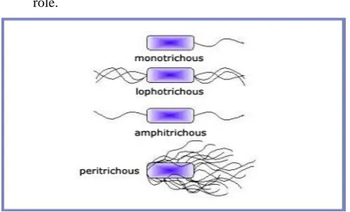 Figure. 2 The sample flagellated bacterial cell structure. 
