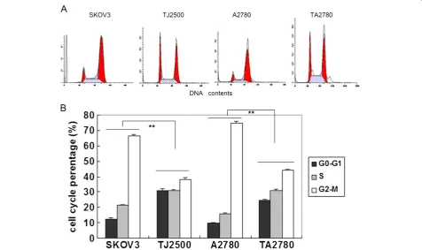 Figure 3 The percentage of different phases of cell cycles synchronized with thymidine and changed with common medium 8 h later.than those cells without synchronization for all four cell lines