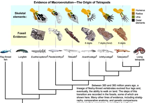 Fig. 2 An “evogram” depicting the origin of tetrapods. For explanation see text