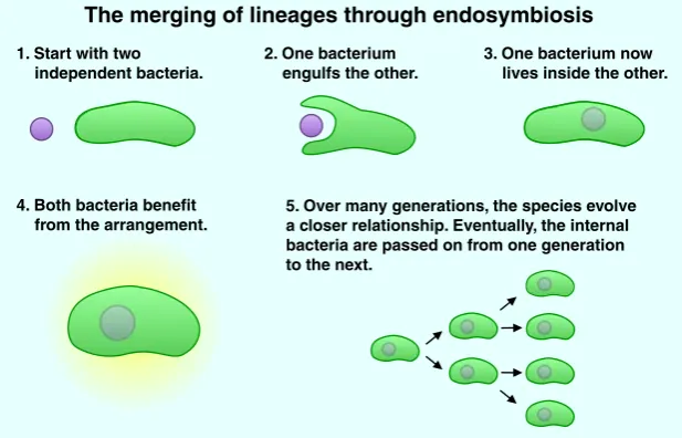 Fig. 4 Over many generationsof evolution, endosymbioticrelationships may become soclose that the two lineageseffectively merge
