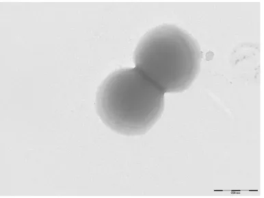 Figure 2. Gram staining of P. timonensis strain JC401T 