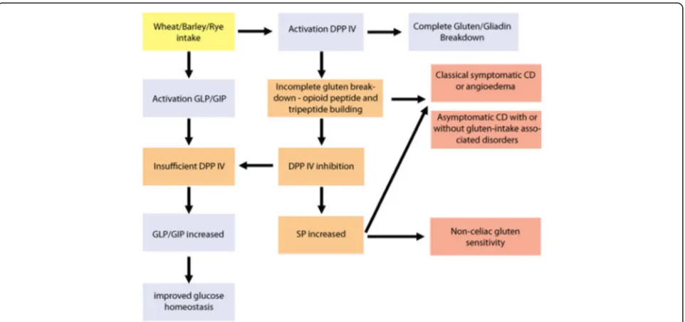 Fig. 1 The development of symptomatic and asymptomatic CD and NCGS. Incomplete gluten breakdown results in inhibition of DPP IV and thepossible increase of SP, leading to intestinal and extra-intestinal gluten-induced disorders
