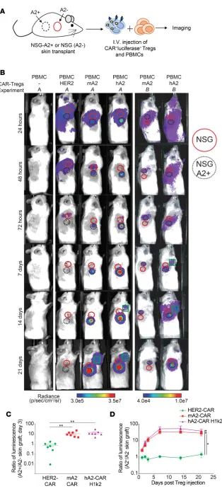 Figure 6. Expression of m/hA2 CARs endows Tregs with rapid and persistent homing to HLA-A2:01cle denotes location of A2-positive NSG skin graft; green square denotes location of draining lymph node with a visually detectable luciferase signal