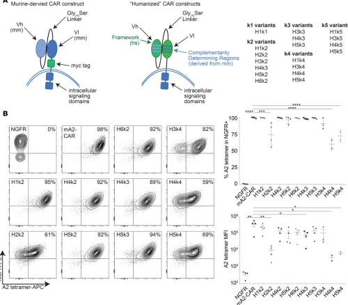 Figure 1. Expression of a panel of hA2-CARs on human Tregs. (*percent or MFI of A*02:01-tetramer binding