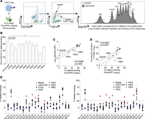 Figure 3. Cross-reactivity of humanized anti–HLA-A2 CARs with common HLA-A allelic variants.) Schematic diagram of experimental setup and gat-versus negative control HLA-A*24:01 K562 cells