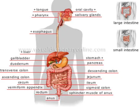 figure 2 [8]. Therefore, there is no need to procedure preparations protocols for all ages range