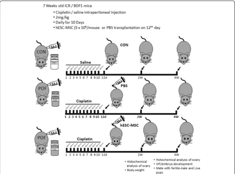 Fig. 1 Schematic description of the experimental design. Cisplatin (2 mg/kg) was administered by intraperitoneal injection for 10 days