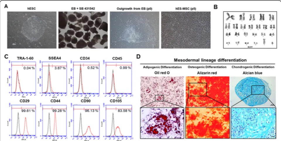 Fig. 2 Generation and characterization of mesenchymal stem cells (MSC) from human embryonic stem cells (hESCs).pluripotency, CD34 and CD45 are hematopoietic markers, and CD29, CD44, CD90, and CD105 are MSC markers