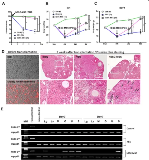 Fig. 3 Improved survival rate and changes in body weight of mice treated with cisplatin by hESC-MSC transplantation and tracking of hESC-MSCdistribution in vivo