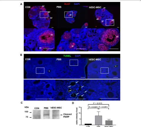 Fig. 5 Effect of hESC-MSCs on ovarian stromal and granulosa cells injured by cisplatin